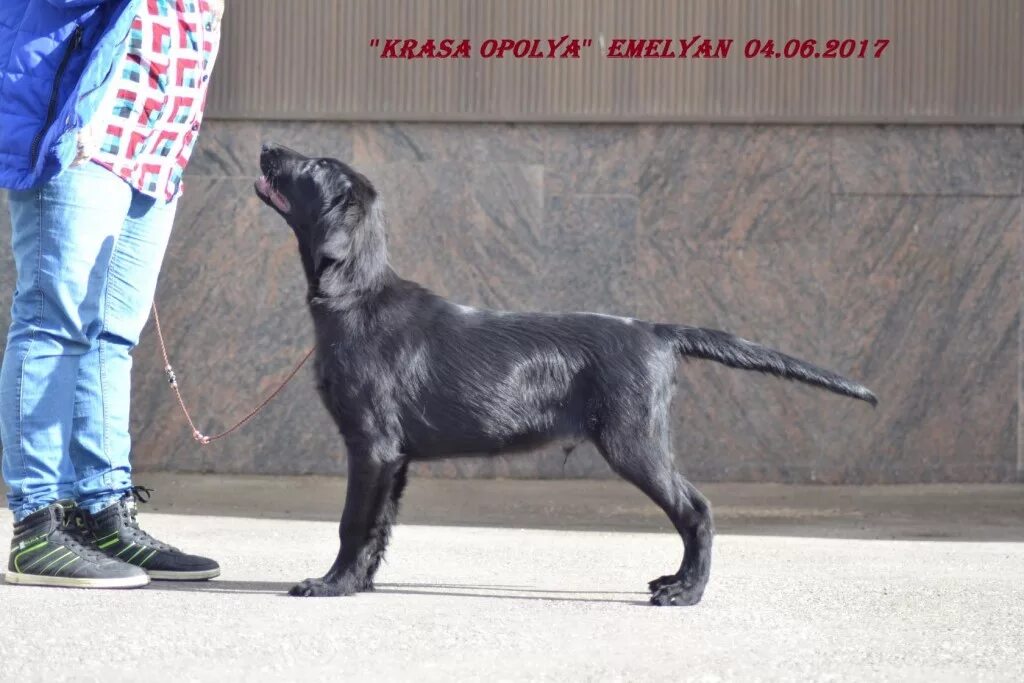 Питомник немецких овчарок с новой сибири. Питомник краса. Швейцарская овчарка с розовым носом. Флэт ретривер. Флэт ретривер палевый с человеком.