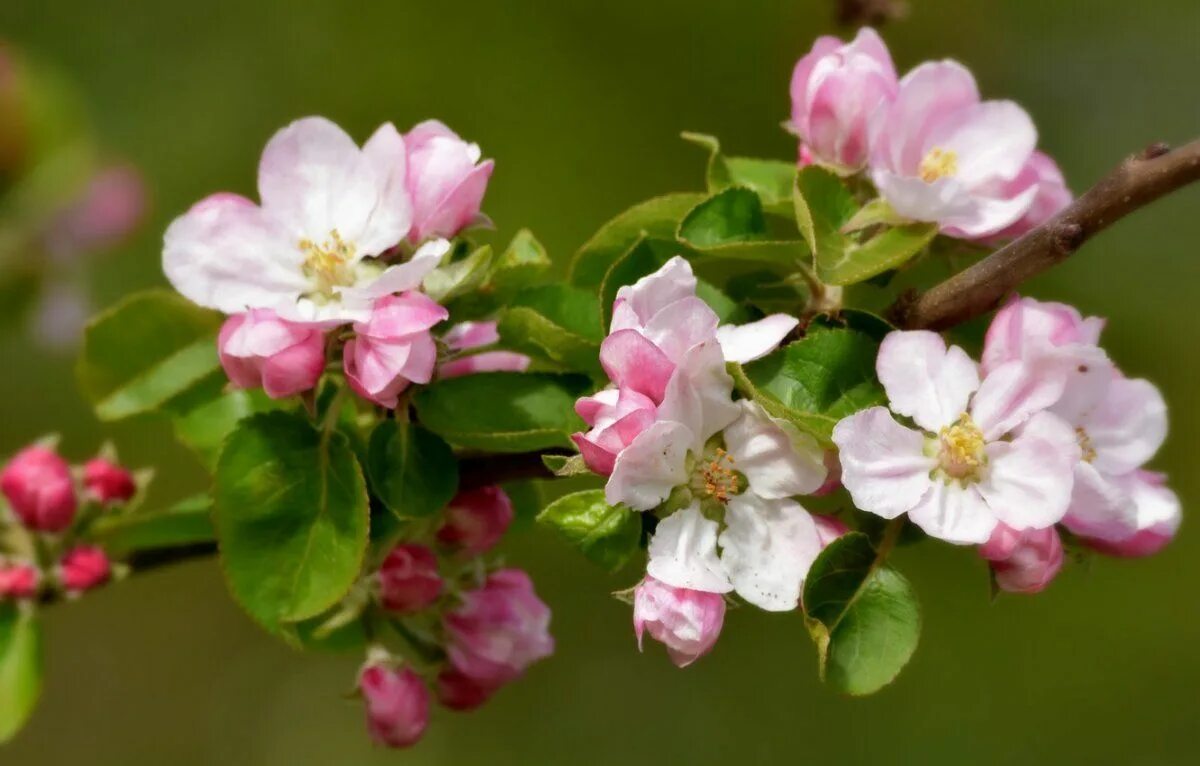 Цветущая ветка картинки. Яблоневый цвет (Malus domestica). Цветущая ветка яблони. Яблоня вишнеплодная.