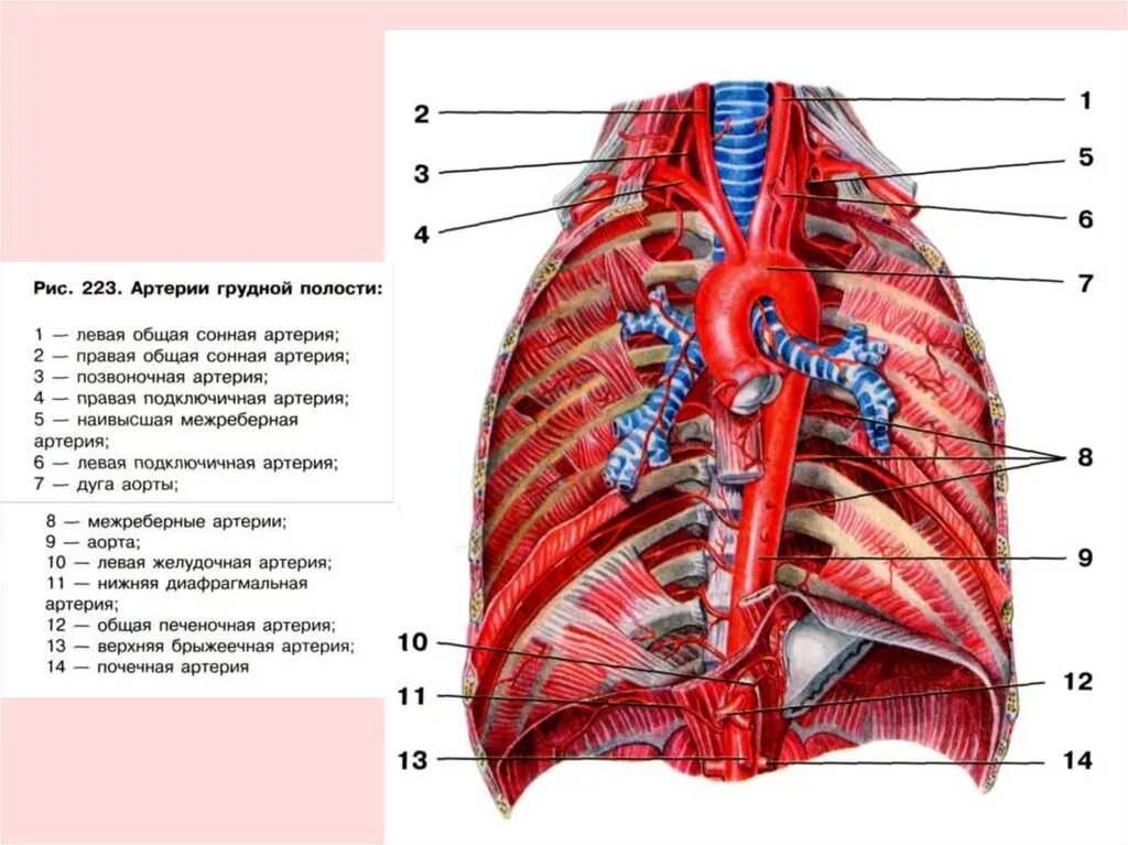 Кровоснабжение грудной клетки анатомия. Сосуды грудной части аорты анатомия. Артерии грудной части аорты анатомия. Кровеносная система грудной клетки.