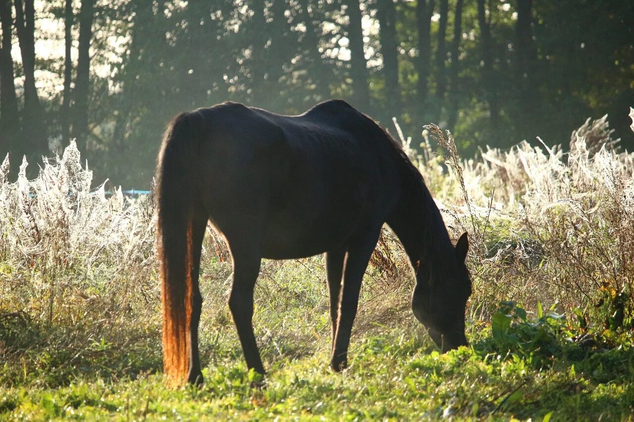 Horses fall. Выпас лошадей. Лошадь пасется. Кони пасутся. Лошади на пастбище.