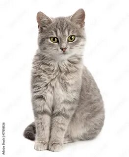Серый кот на белом фоне