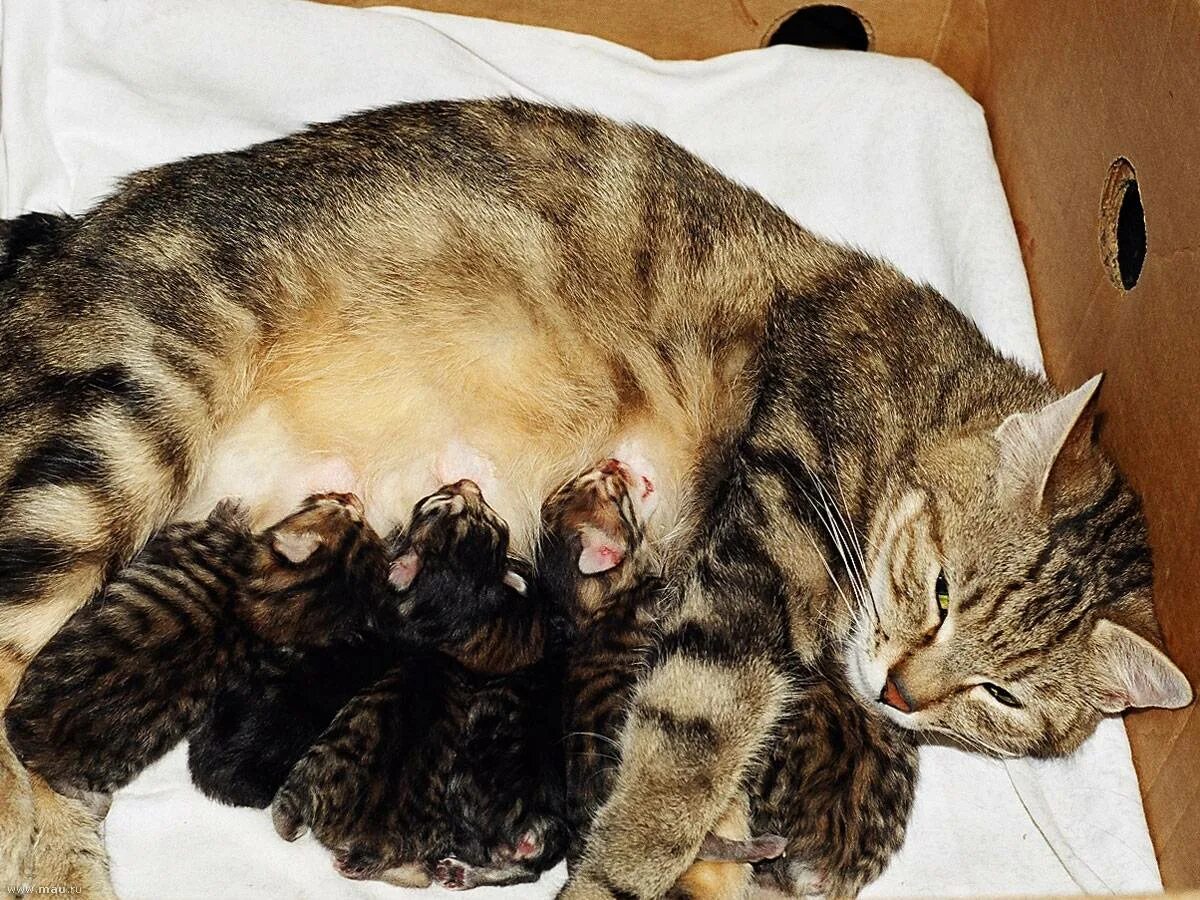 Кошка и котята после родов. Кошка кормит котят. Кошка с новорожденными котятами. Кормящая кошка.