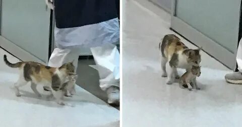 Кошка помогла котенку