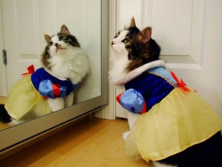 Цитата про деловые переговоры. Кошка в платье. Свидание вслепую юмор. Сразу согласилась. Высказывания о продажах.