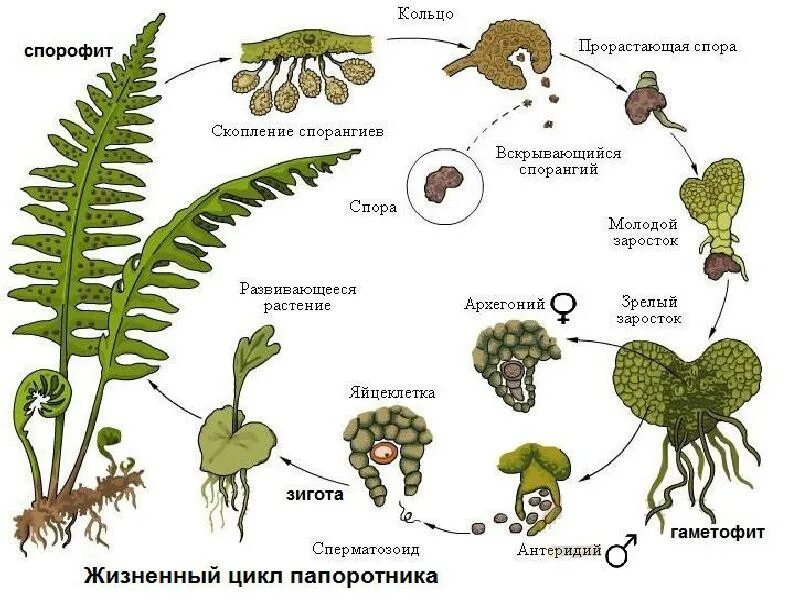 Гаметофит высших споровых растений. Гаметофит высших споровых растений