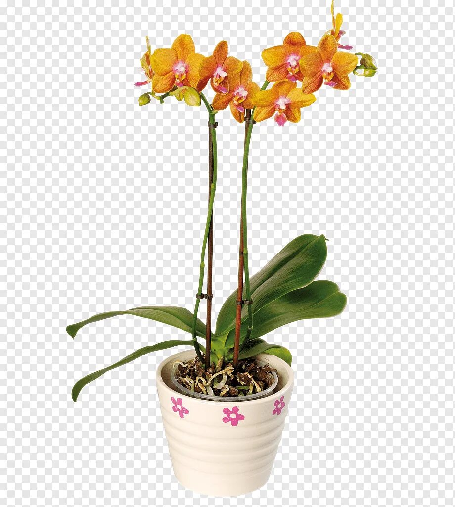 Купить желтую орхидею в горшке. Фаленопсис мультифлора оранж. Орхидея фаленопсис мультифлора оранж. Оранжевая Орхидея фаленопсис. Фаленопсис Fragrance Orange.