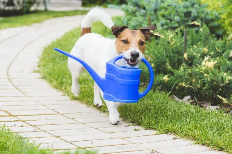 Щенок в саду. Собачка на травке. Собаки. Собака летом. Поливалка для собак.