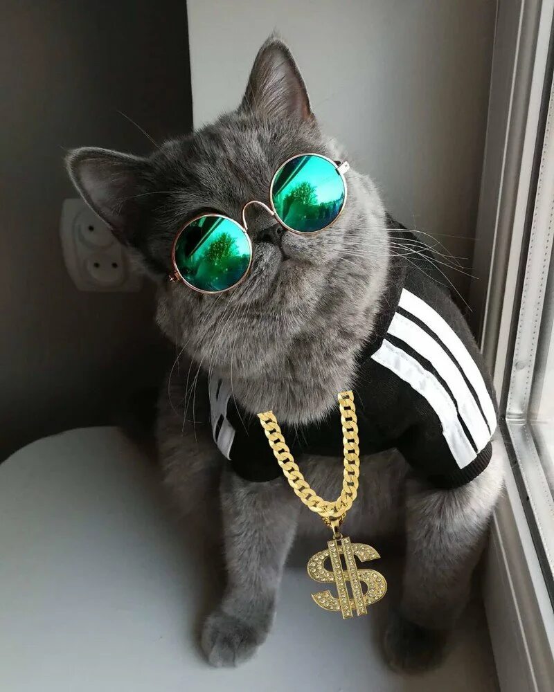 Крутые котики девочки. Кот в очках. крутой кот. кошечка в очках. модные котики в очках.