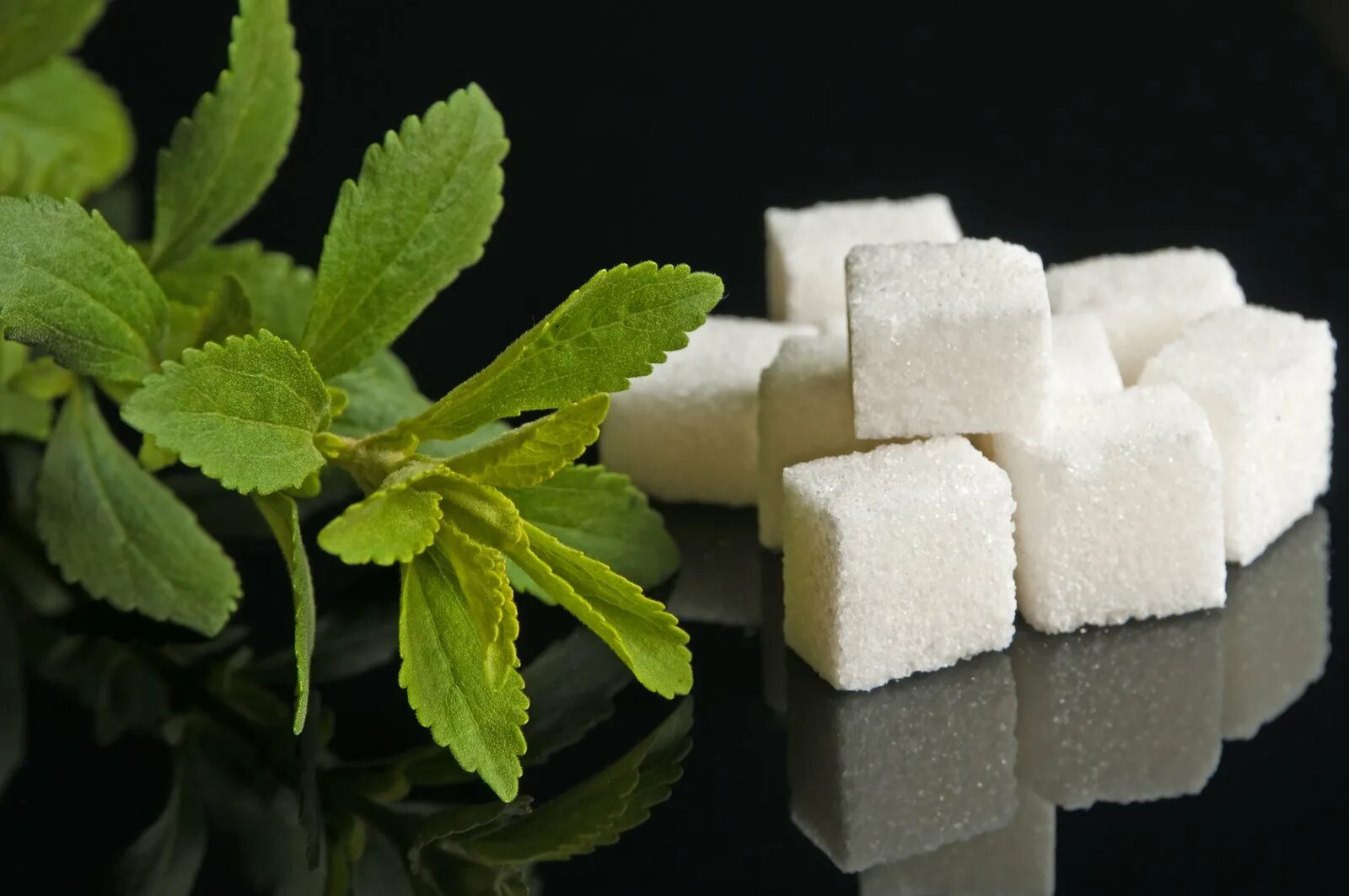 Свекловичный сахар это. Стевия ребаудиана. Сахар. Сахар стевия. Стевия растение.