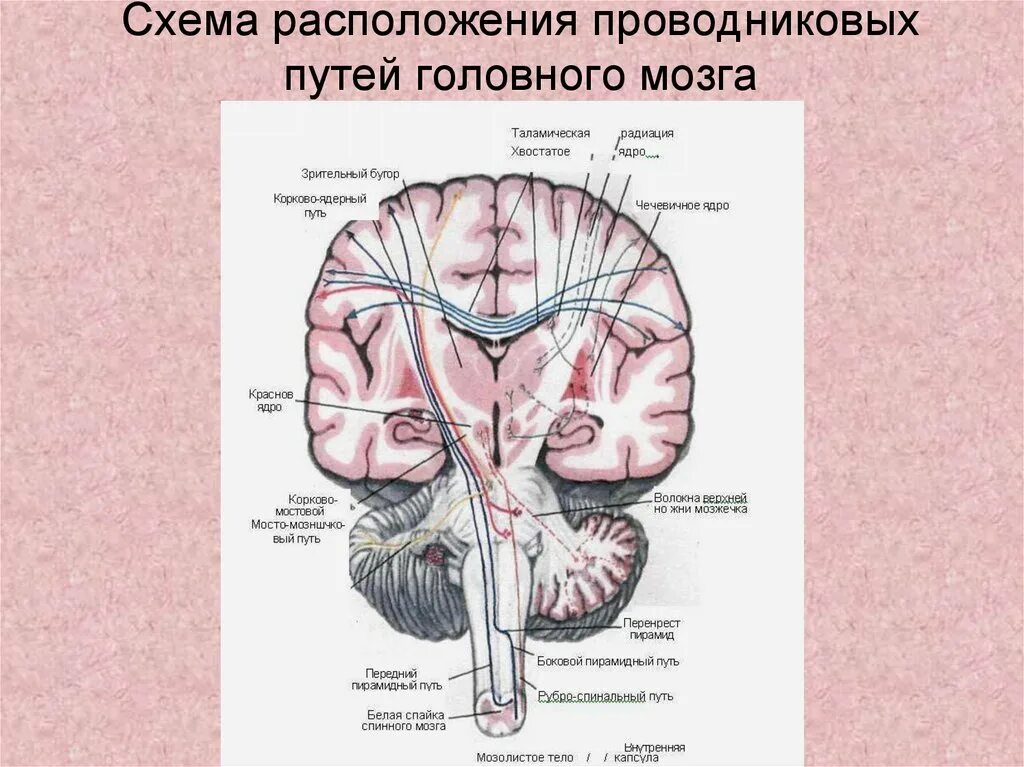 Проведенные на головном мозге