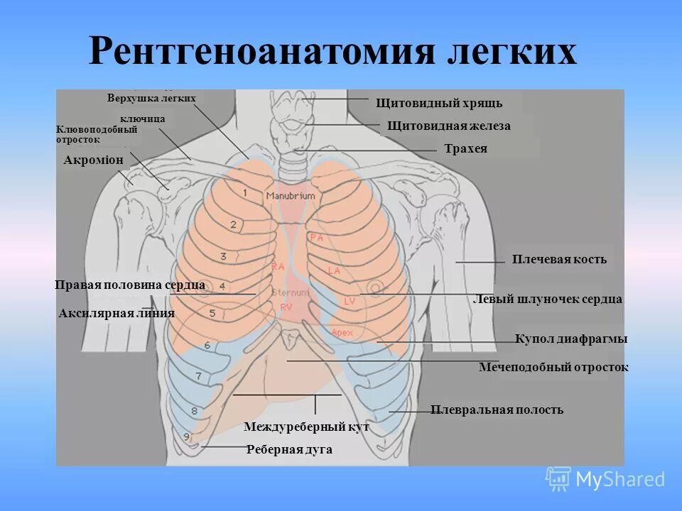 Рентген анаиоммя легких. Рентгенологическая анатомия легких. Рентгеноанатомия легких. Нормальный рентген легких анатомия. Верхушки легких тени