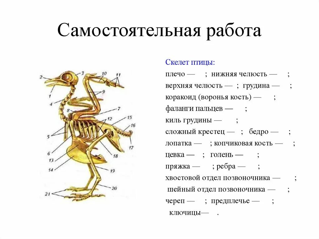 Функции отделов скелета птицы. Опорно двигательная система птиц скелет. Строение опорно двигательной системы птиц. Опорно двигательная система птиц 7 класс биология. Отделы скелета птиц 7 класс биология.