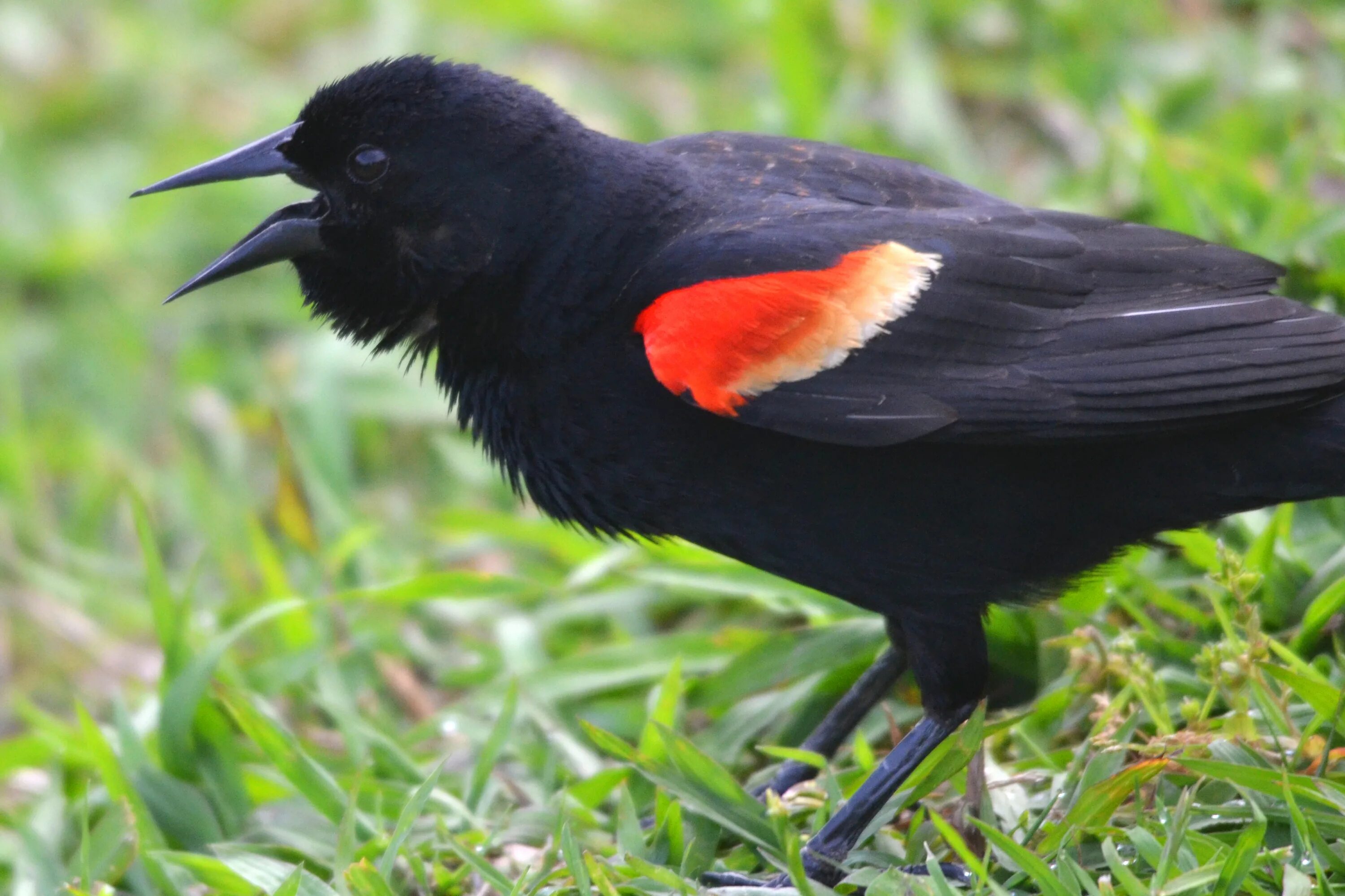 Черная птица. Черно красная птица. Птица с красным хвостом. Чёрные птицы названия.