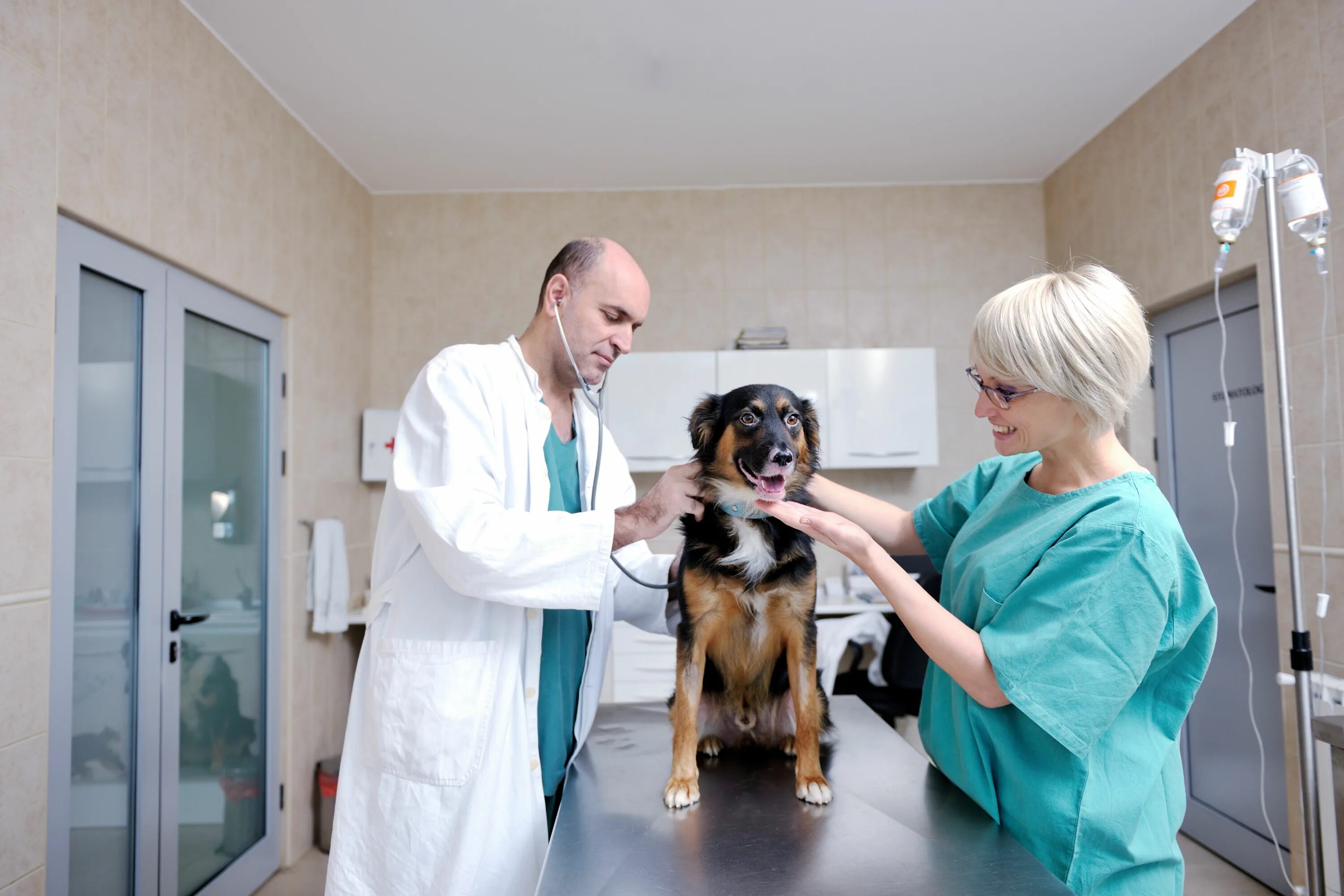 Ветеринарная клиника. Собака в клинике. Ветеринар с собакой.