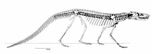 Задние конечности ящерицы. Скелет крокодила строение. Скелет нильского крокодила. Крокодилы скелетное строение. Анатомия крокодила скелет.