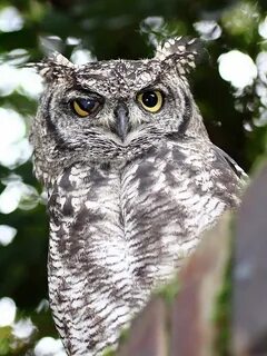 Owl s