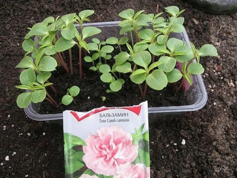 Бальзамин садовый росток. Бальзамин садовый рассада. Бальзамин рассада. Бальзамин садовый. Бальзамин цветок рассада.