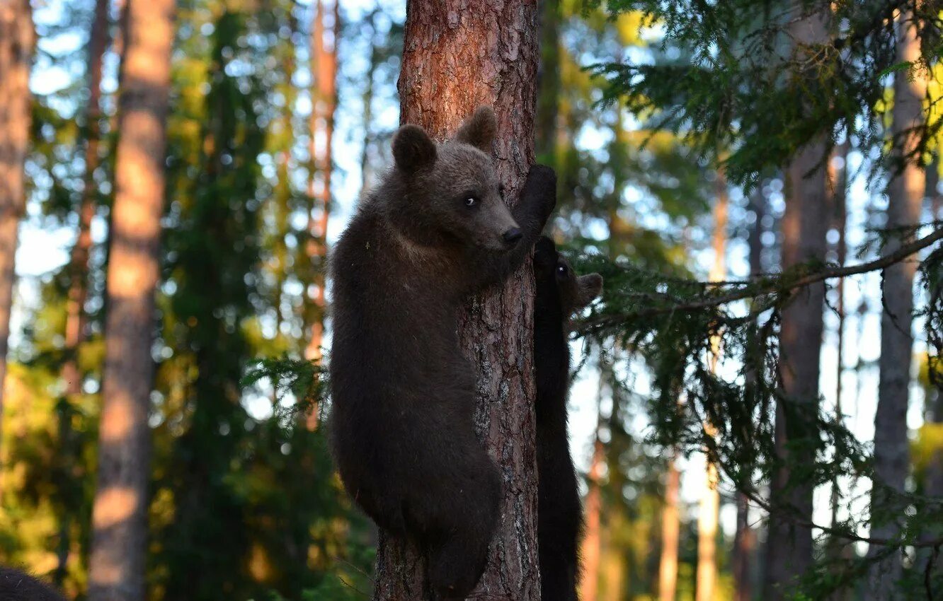 Животные зоны хвойных лесов. Бузулукский Бор. Национальный парк Бузулукский Бор животные. Хвойный лес животные. Медведь в лесу.