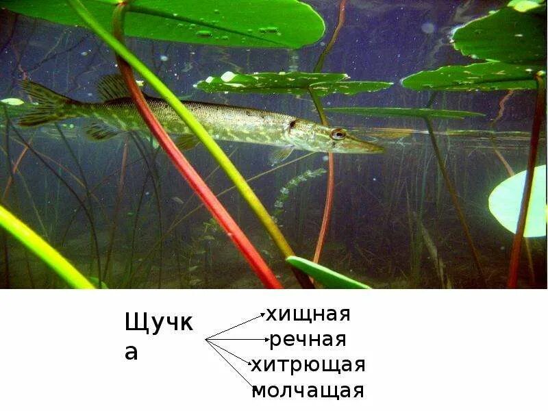 Как пишется щучка. Щучка значение. щучки-шнурки. щучка звуки. щучка это объяснение для детей.