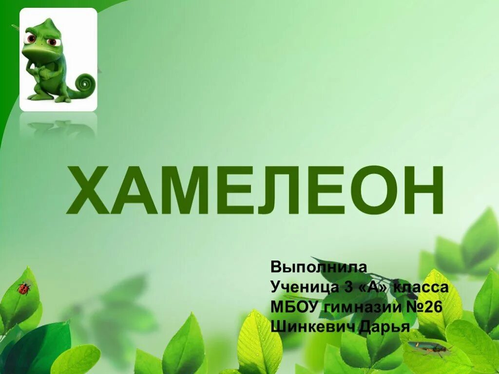 Читать хамелеон 4 том. Хамелеон презентация. слайды для презентации хамелеон. хамелеон 3 класс окружающий мир. хамелеоны презентация по биологии.
