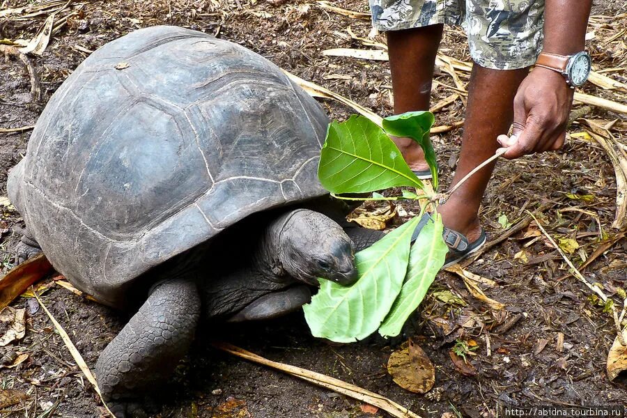 Сейшельские черепахи. Сейшелы черепахи. Животные Сейшельских островов. Сейшельские черепахи что едят.