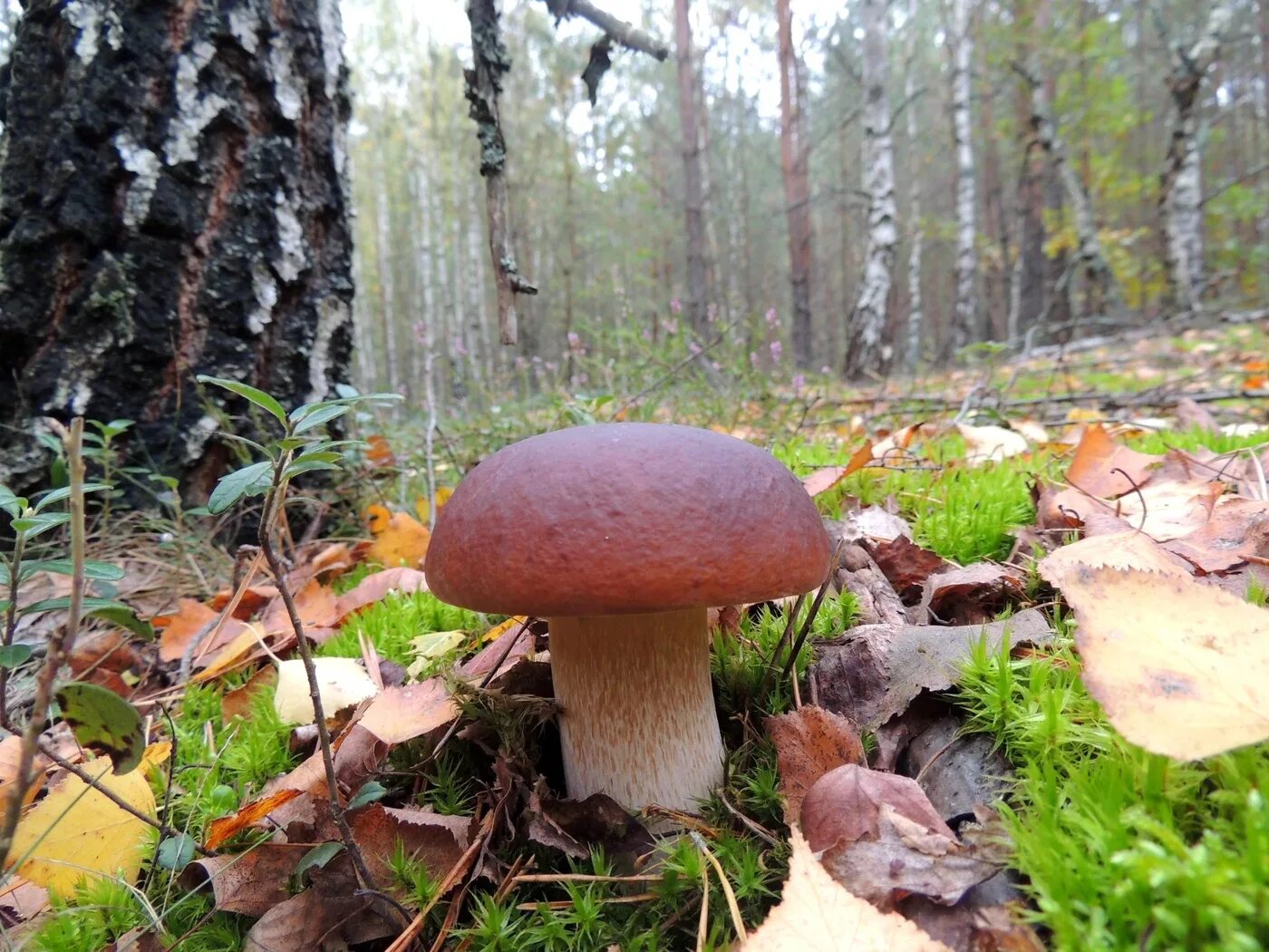 Грибная поляна фото. Белые грибы в лесу боровики. Заходское боровики. Грибной лес. Красивый грибной лес.
