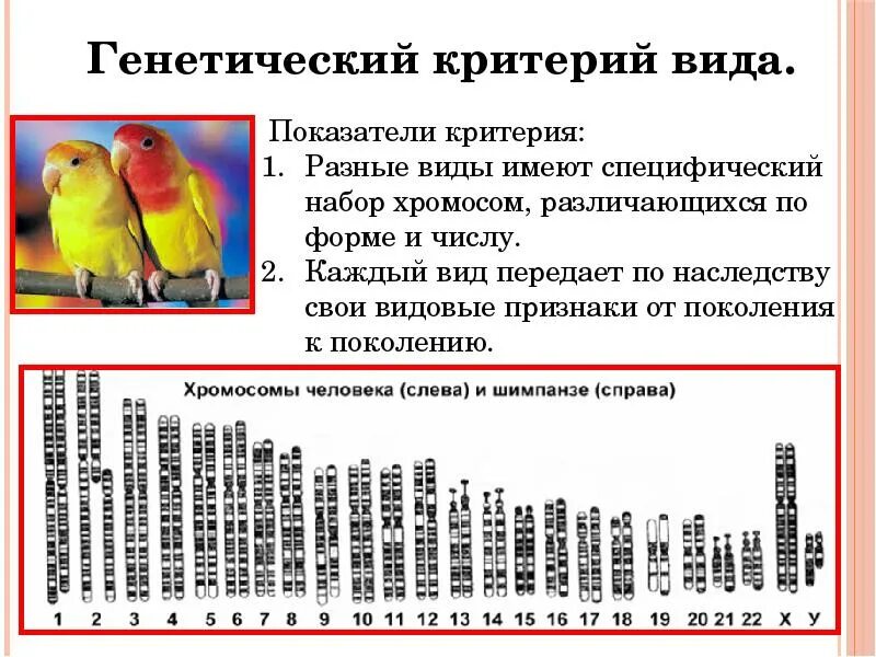 Свойства генетического кода примеры. Генетический примеры биология. Генетический примеры биология. Генетическая биоизоляция. Генетический примеры биология.