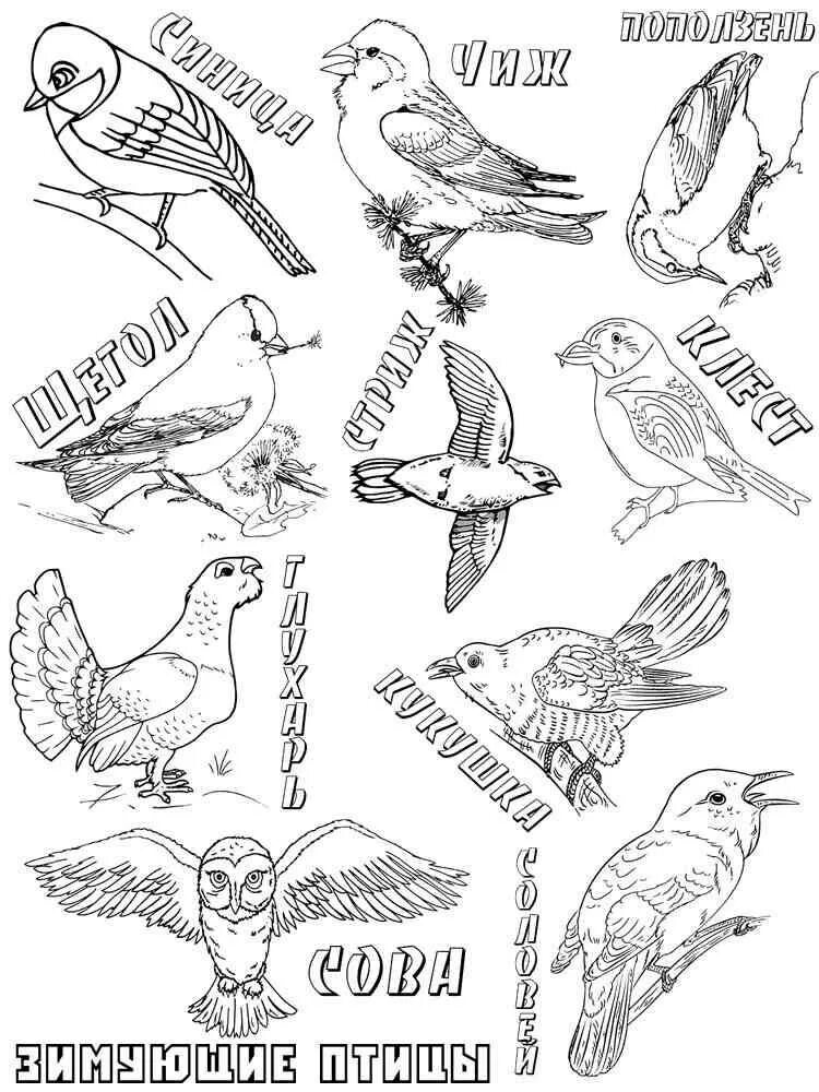 Птицы раскраска с названиями для детей. Перелетные и зимующие птицы раскраска. Раскраски замующих птицы. Раскраска зимующиептиы. Рскраска : «зимующие птицы».