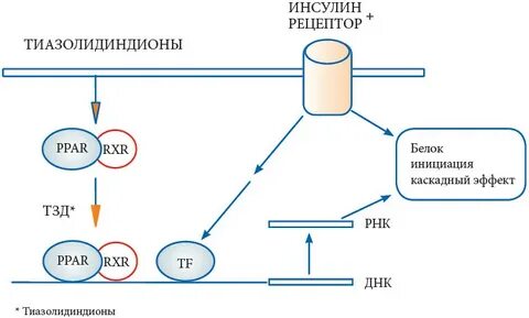 Тиазолидиндионы