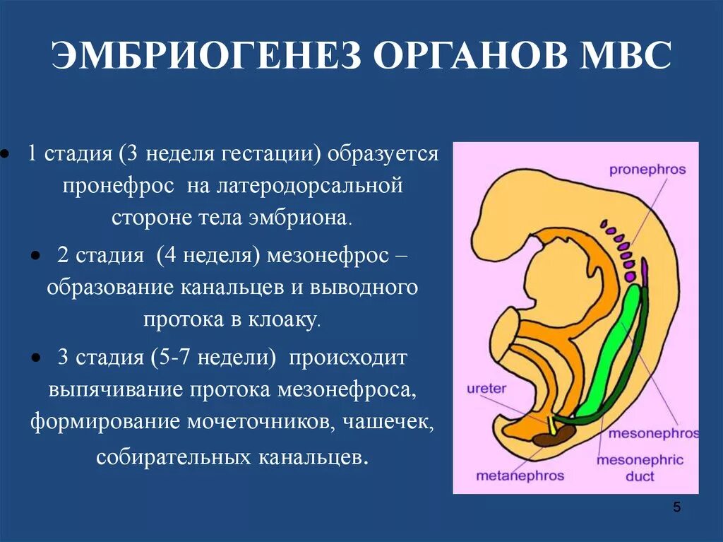 Мезонефрос эмбриогенез. Эмбриональное развитие мочеполовой системы. Развитие мочеточника в эмбриогенезе.