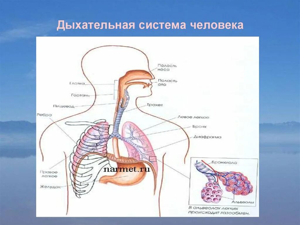 Дыхательная система. Органы дыхания. Схема органов дыхания человека. Органы дыхательной системы рисунок.