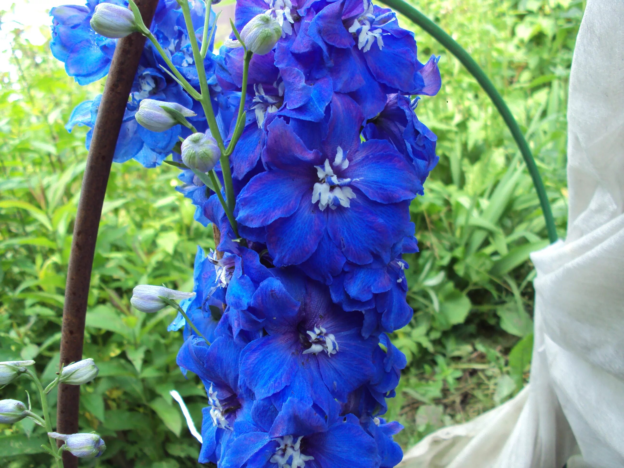 Delphinium highlander cha cha. дельфиниум найт квин. дельфиниум саженцы. дельфиниум саженцы. дельфиниум саженцы.