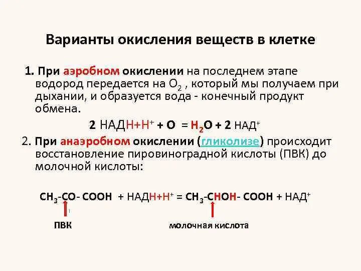 Процесс окисления белков. Этапы окисления белков. Аэробное окисление веществ