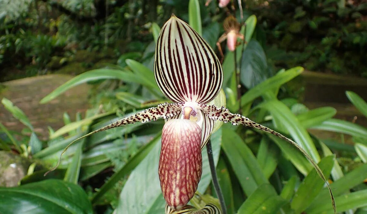 Орхидея Ротшильда Paphiopedilum. Башмачок Ротшильда Орхидея. Орхидея золото Кинабалу. Цветок Пафиопедилум Ротшильда. Золото кинабалу