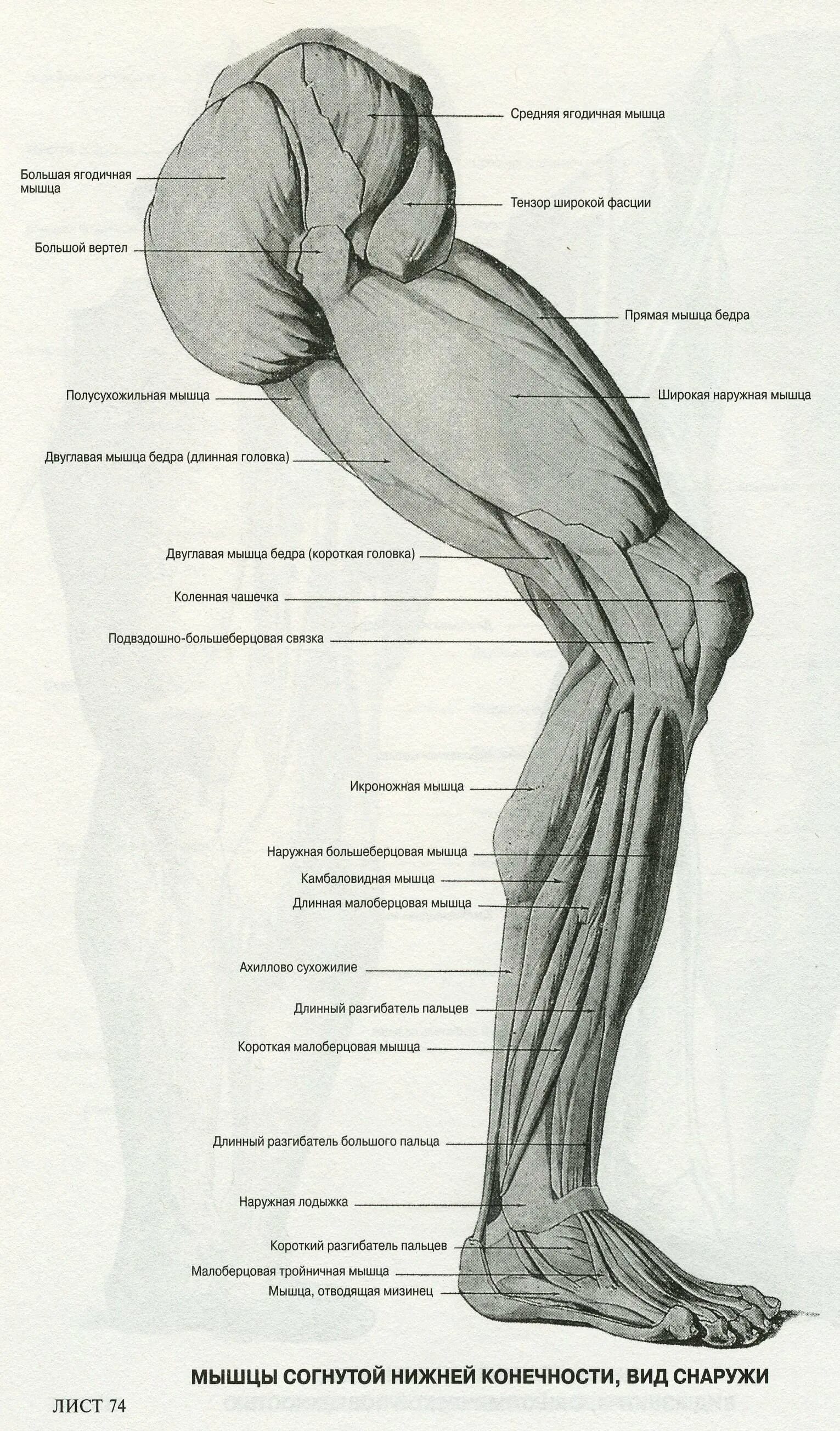 Гни нижний. Мышцы ноги спереди анатомия. Мышцы нижней конечности вид сбоку. Мышцы ног спереди схема. Нога человека сбоку анатомия.