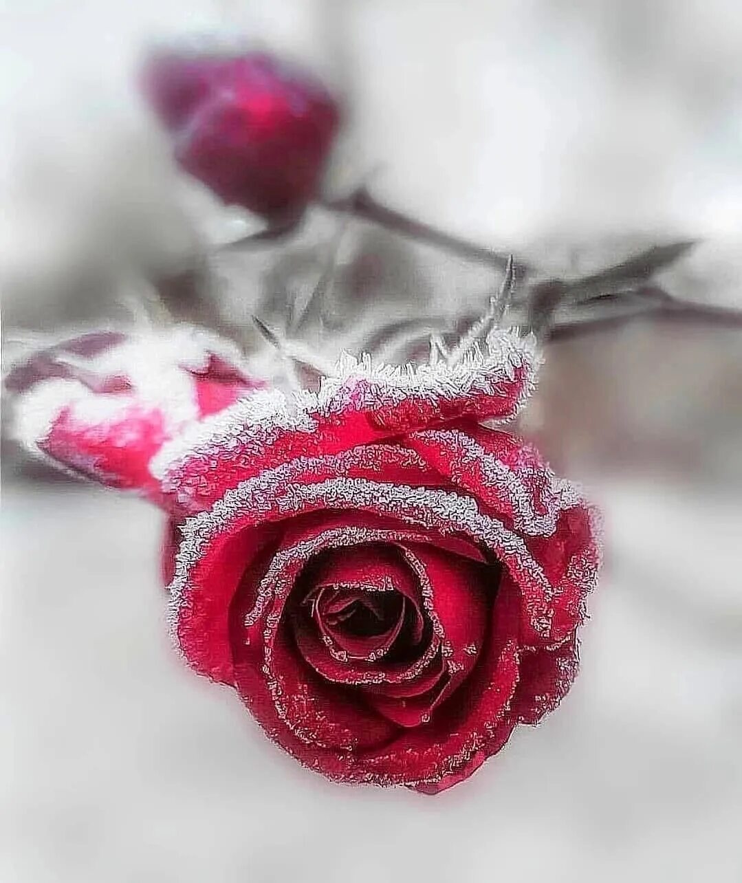 Красные цветы зимние розы. Зимняя роза. Розы зимой. Алая роза зимой. Розы зима Эстетика.