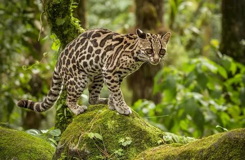 Кошка длиннохвостая никарагуанская - Leopardus wiedii nicaraguae подвид.