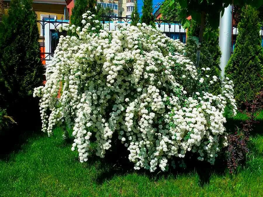 Спирея высокие сорта. Спирея вангутта. спирея плакучая. спирея сливолистная. спирея куст.