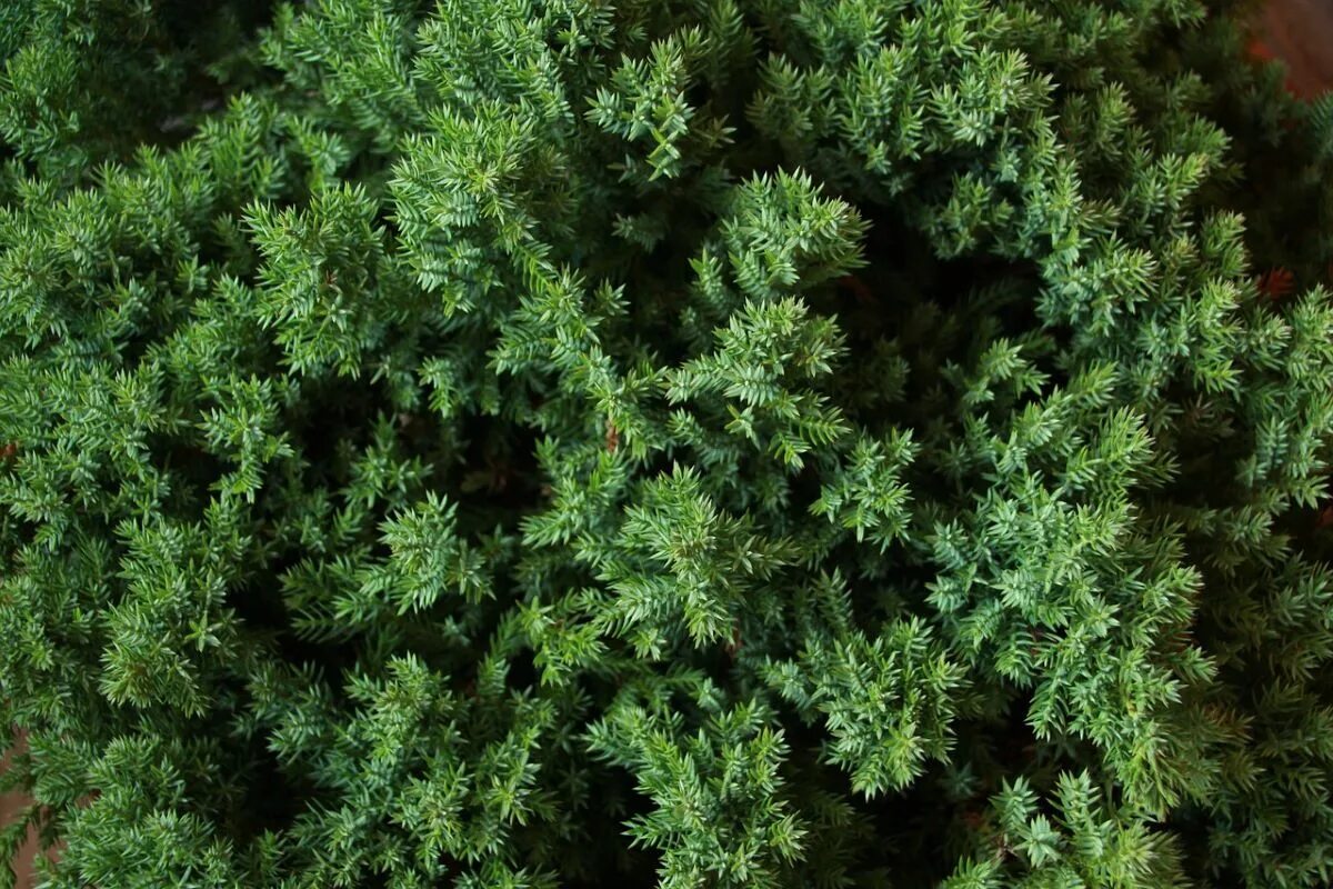 Лист можжевельника фото Juniperus sabina L. Guida alla flora del Friuli Venezia Giulia