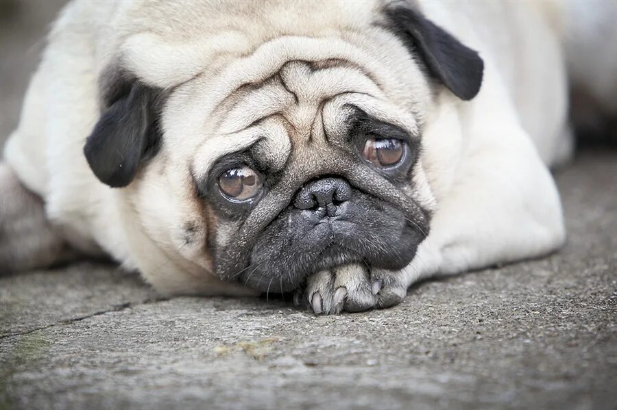 Печалька. Грустная собака. Грусть печалька. Грусть из головоломки. Унылое настроение.