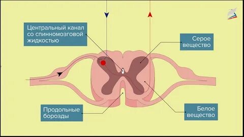 Спинной мозг задание