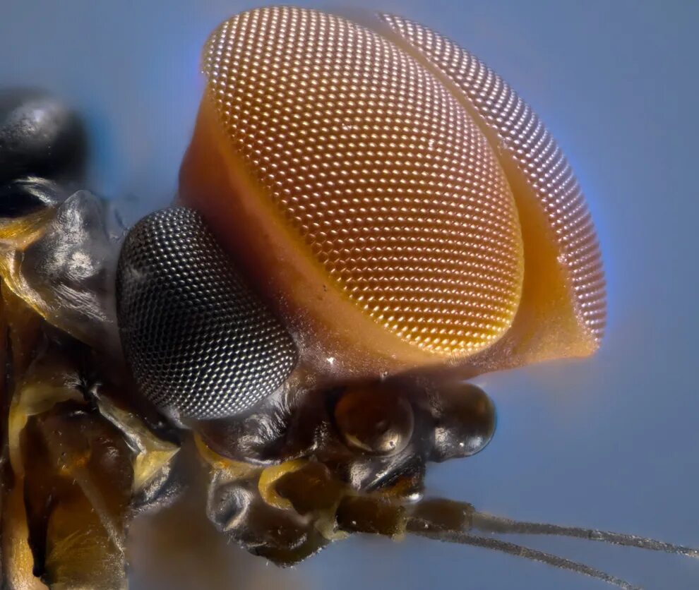 Фасеточные глаза у Жуков. Глаза мухи. Глаза мухи под микроскопом. Микромир насекомые.