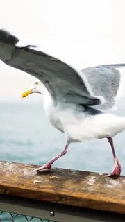 Чайка села на чайку
