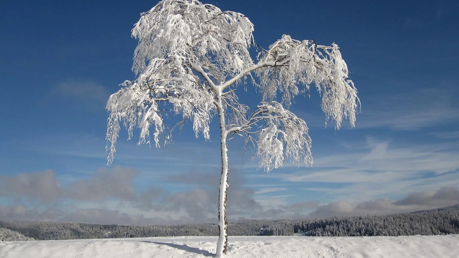 Зачем белые деревья. Зимнее дерево. Снежные деревья. Обледеневшие деревья. Деревья в снегу.