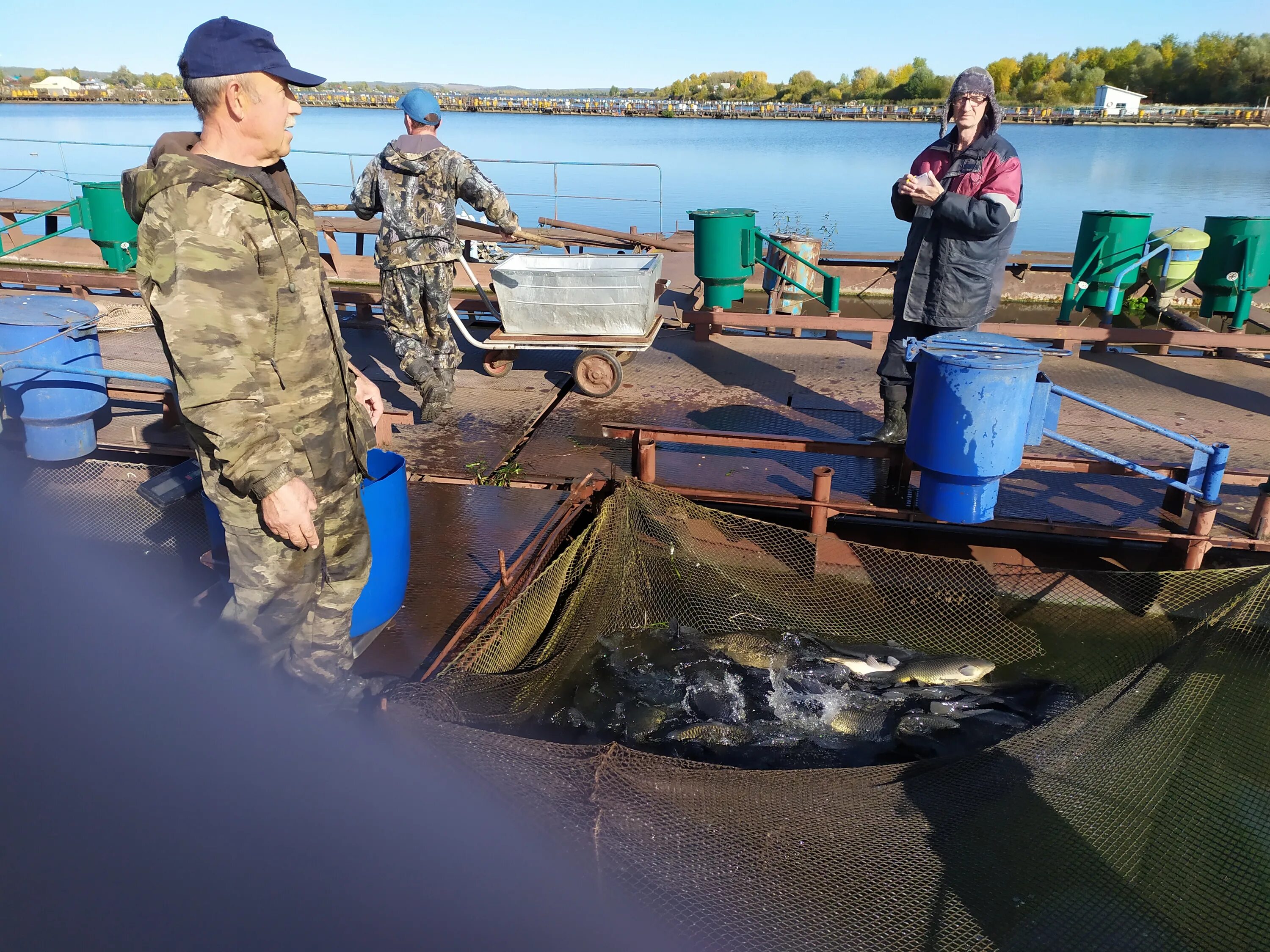 Рыбы условия жизни. Кармановский Рыбхоз Башкирия. ООО Кармановский Рыбхоз Башкортостан. Форель Кармановский Рыбхоз. Карп в садках.