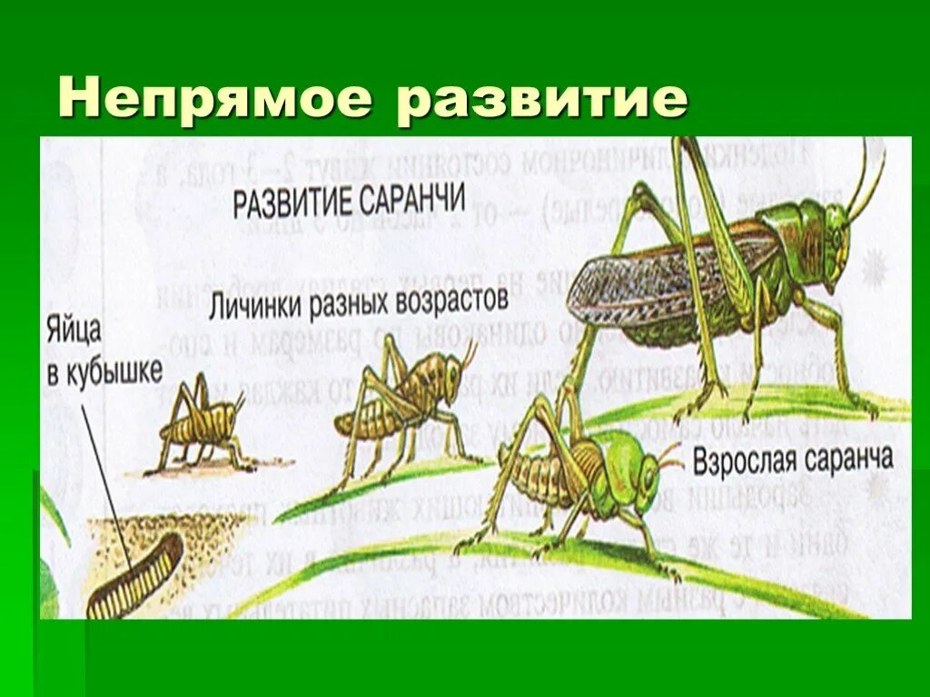 Биология 9 класс рост и развитие ребенка. Схема развития саранчи. Прямое развитие саранчи. Цикл развития саранчи схема. Непрямое развитие саранчи.