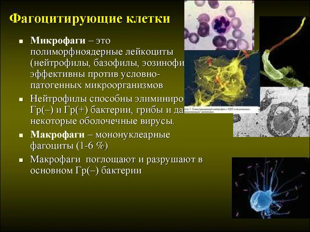 клетки фагоциты. функции клеток фагоцитарной системы. макрофаги это клетки. микрофаги и макрофаги. фагоцитоз фагоцитирующие клетки.
