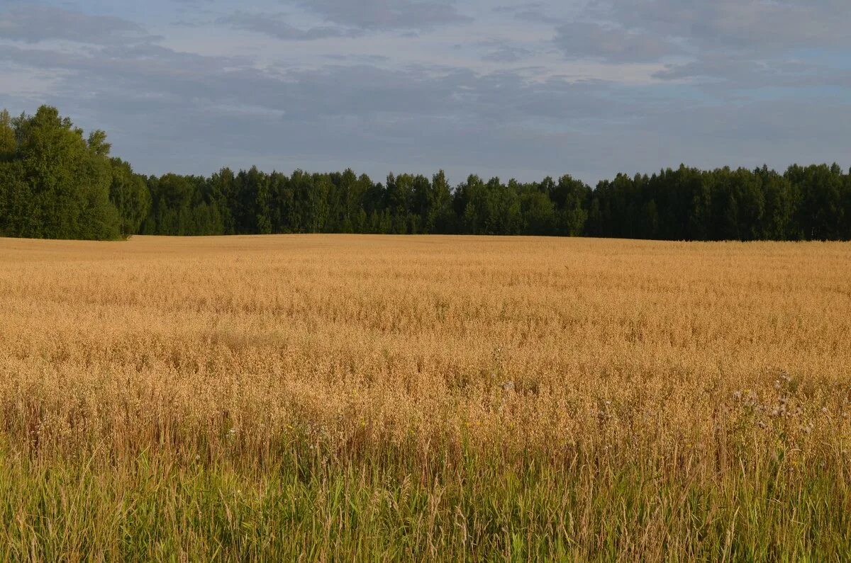 цветущее гречишное поле. летняя радуга. дорога к богу. луга псковская область. поле веры 1.