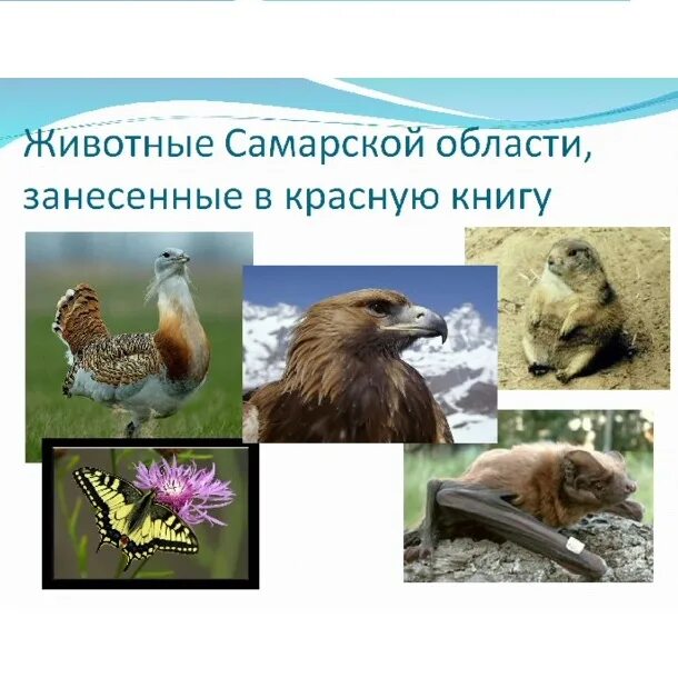 Орлан-белохвост. Красная книга самары животные. Красная книга самары животные. Животные поволжья занесенные в красную книгу. Красная книга самары животные.