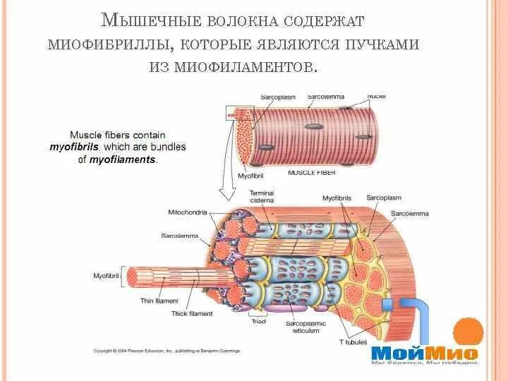 Структурно функциональной единицей мышечного волокна является. Дифференцировка мышечных волокон. строение мышечного волокна кратко. миофиламенты мышечное волокно.